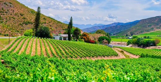 Paseo panorámico por los viñedos del Cabo